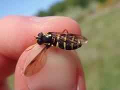 Xanthogramma citrofasciatum