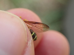 Xanthogramma citrofasciatum