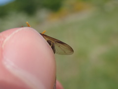 Xanthogramma citrofasciatum