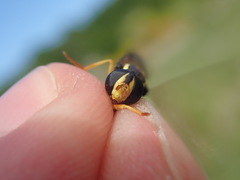 Xanthogramma citrofasciatum