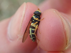 Xanthogramma citrofasciatum