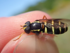 Xanthogramma citrofasciatum