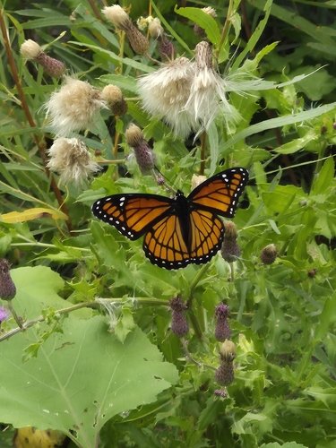 Viceroy