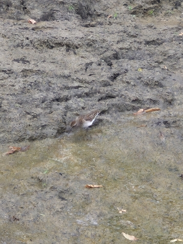 Least Sandpiper