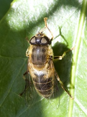 Eristalis pertinax
