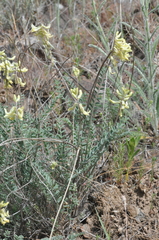 Astragalus howellii