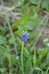 Muscari