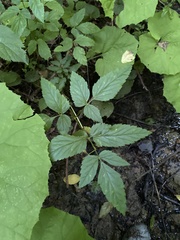 Rhizomatophora aegopodioides