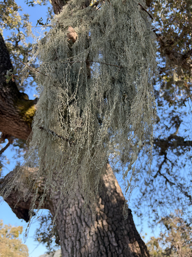 iNaturalist observation photo of lace lichen