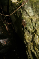 Natalobatrachus bonebergi