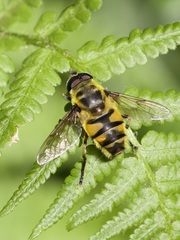 Myathropa florea