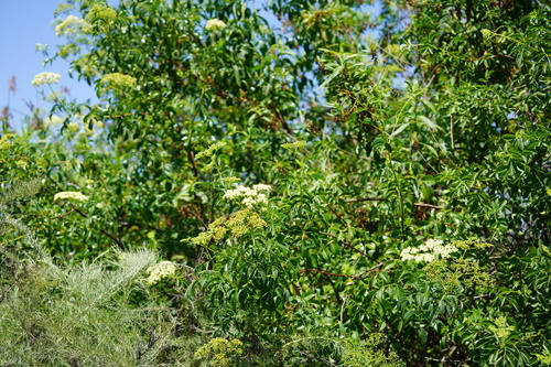 iNaturalist observation photo of Sambucus nigra