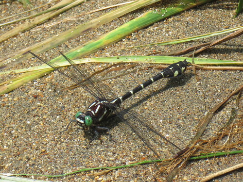 Zebra Clubtail photo 4