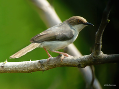 Apalis alticola