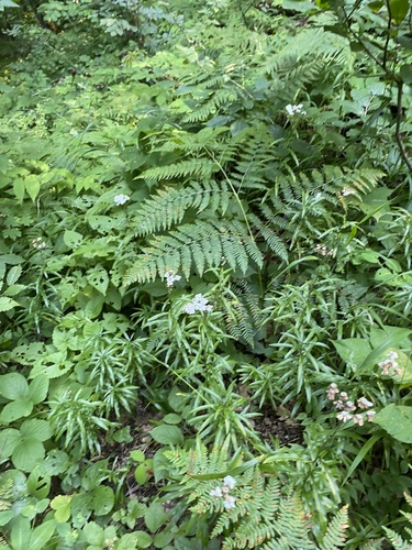 Achillea biserrata, photograph 2