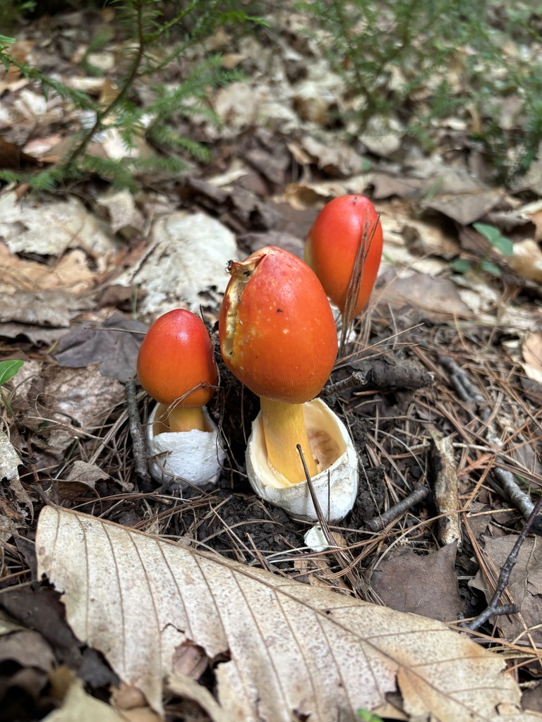 Jackson's slender Caesar · August 2026 · photo: Photo: no rights reserved · iNaturalist