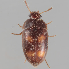 Litargus tetraspilotus