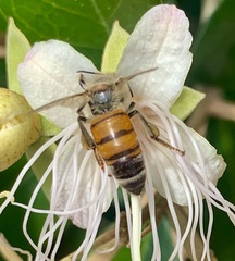 Apis mellifera