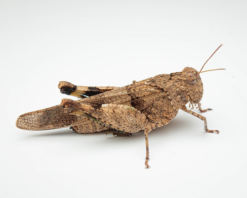Oedipoda charpentieri
