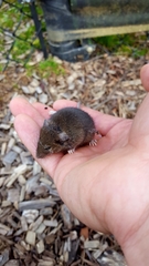 Reithrodontomys humulis