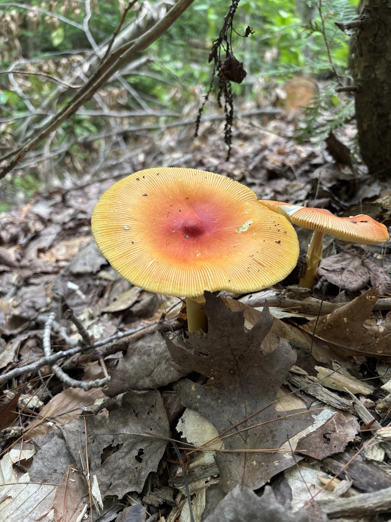Jackson's slender Caesar · August 2026 · photo: Photo: no rights reserved · iNaturalist