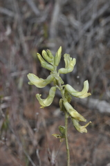 Astragalus howellii