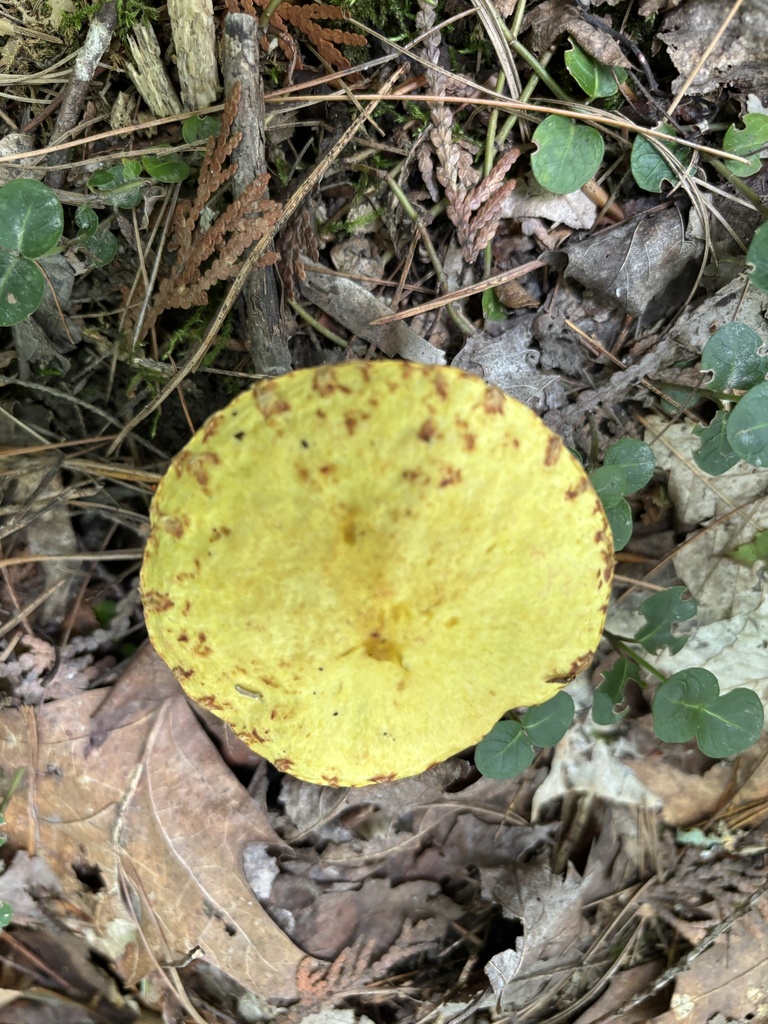 Chicken Fat Mushroom · August 2026 · photo: Photo: no rights reserved · iNaturalist
