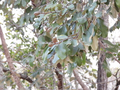 Parinari curatellifolia