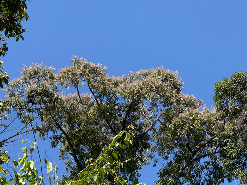 Trichospermum observed 2026-08-10