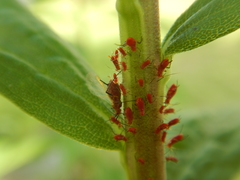 Uroleucon nigrotuberculatum