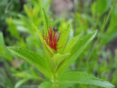 Acalypha punctata