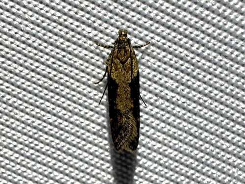 Boxelder Leafworm Moth photo 2