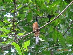 Jacamerops aureus