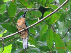 Jacamerops aureus