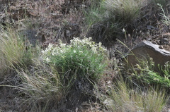 Astragalus conjunctus