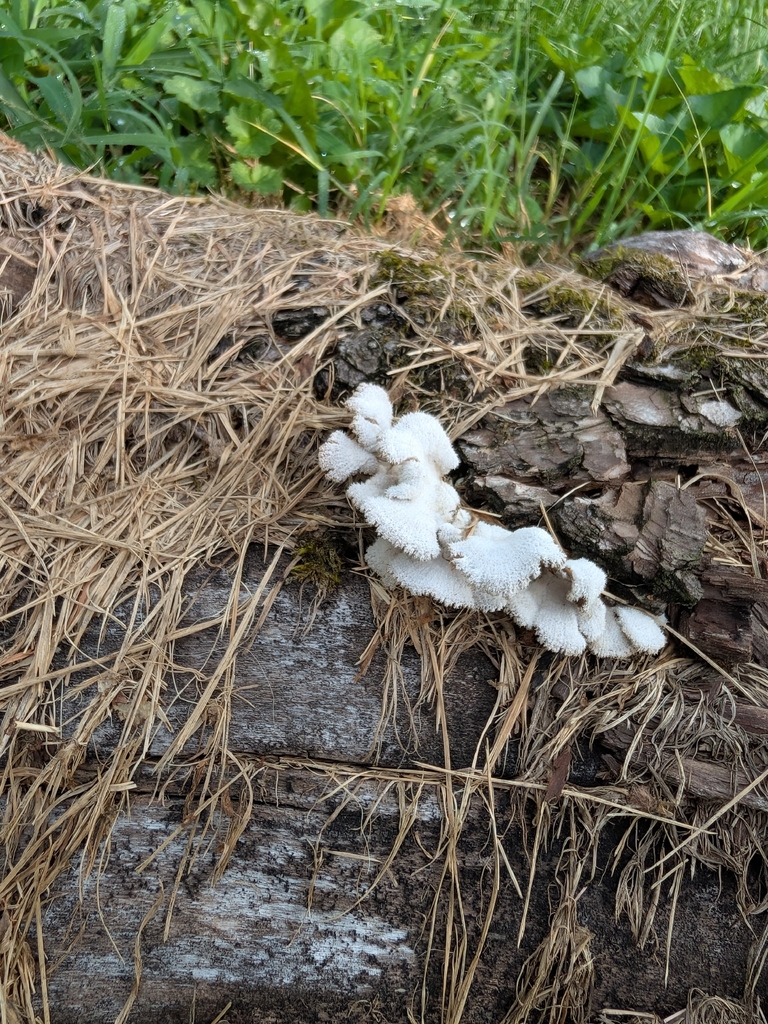 splitgill mushroom · August 2026 · photo: Photo: no rights reserved · iNaturalist