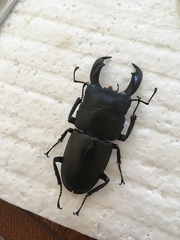 Serrognathus titanus