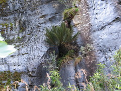 Encephalartos ghellinckii