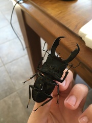 Serrognathus titanus