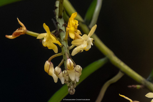 Micropera pallida