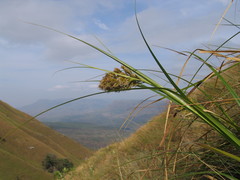 Carex multispiculata