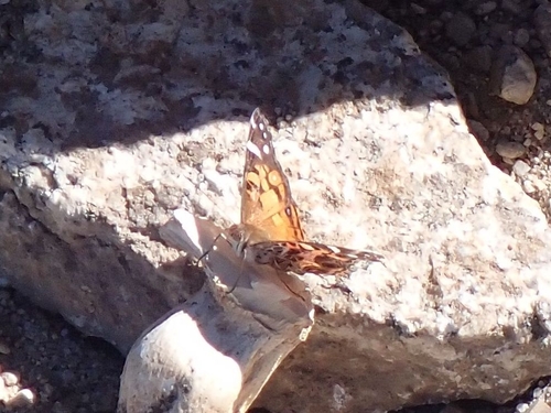 iNaturalist observation photo of American Lady