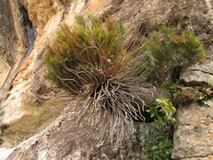Encephalartos ghellinckii
