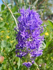 Muscari comosum
