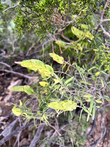 Yeatesia platystegia, photograph 1