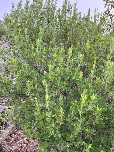 Fraxinus greggii