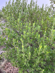 Fraxinus greggii