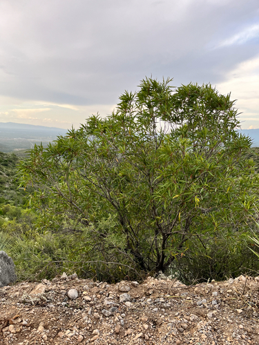 Vauquelinia corymbosa, photograph 2