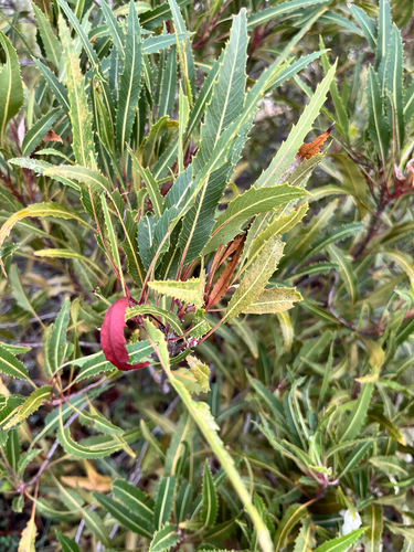 Vauquelinia corymbosa