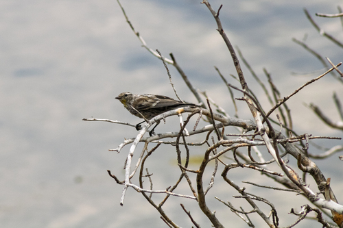 Yellow-rumped Warbler